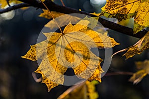 Autumn yellow leaf