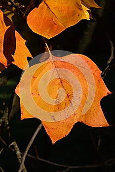 Autumn yellow leaf of Tulip Tree, latin name Liriodendron Tulipifera, with gentle orange to red tint.