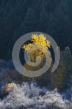 Autumn yellow leaves