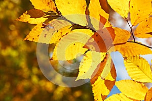 Autumn yellow leaves background