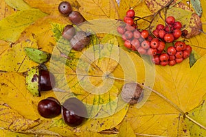 Autumn yellow leaves background with chestnuts