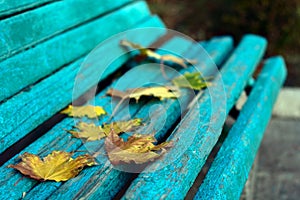 Autumn yellow leaves on bench