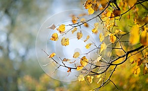 Autumn yellow leaves on a blurred forest background, very shallow focus. Colorful foliage in the autumn park. Excellent background