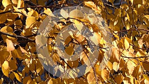 Autumn yellow leaves on the branches