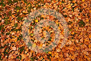 Autumn yellow leaves carpet. Fallen leaves on the ground