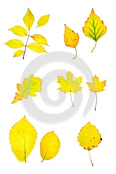 Autumn yellow leaves collection