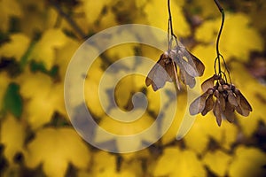 Autumn, yellow leaves. Dried seeds on a branch.