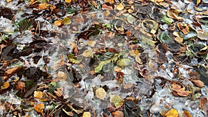 Autumn yellow leaves and first ice