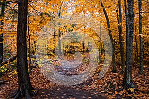 Autumn yellow leaves in the forest at Tahquamenon Falls State Park in Michigan Fall colors