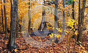 Autumn yellow leaves in the forest at Tahquamenon Falls State Park in Michigan Fall colors