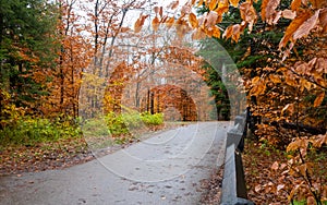 Autumn yellow leaves in the forest at Tahquamenon Falls State Park in Michigan Fall colors