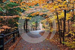 Autumn yellow leaves in the forest at Tahquamenon Falls State Park in Michigan Fall colors