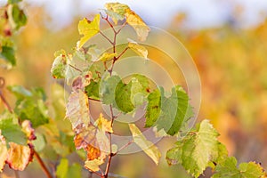 Autumn yellow leaves of grapes. Grapevine in the fall. Autumn vineyard. Soft focus. Copy space.
