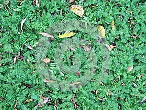 Autumn yellow leaves on green grass, natural solid background