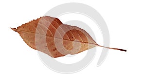 Autumn leaves isolated cherry tree leaf  for background