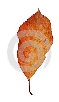 Autumn leaves isolated cherry tree leaf  for background