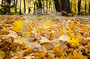 Autumn yellow leaves layer on the gound closeup.