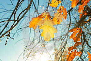 Autumn yellow leaves of oak tree  in autumn park. Fall background with leaves in sun lights. Beautiful nature landscape
