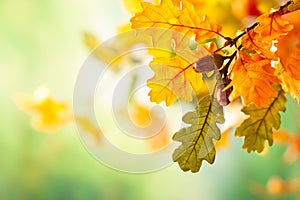 Autumn yellow leaves  of oak tree in autumn park. Fall background with leaves. photo