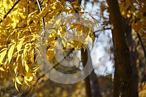 Autumn yellow leaves over sunlight