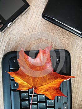 Autumn yellow leaves