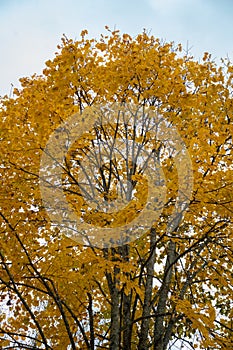 Autumn yellow leaves trees on a cloudy day