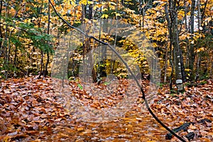 Autumn yellow leaves and water puddle in the forest at Tahquamenon Falls State Park in Michigan.