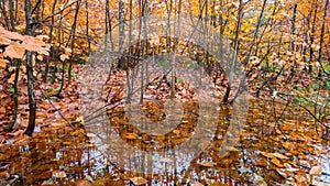 Autumn yellow leaves and water puddle in the forest at Tahquamenon Falls State Park in Michigan.