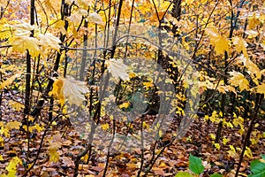 Autumn yellow leaves and water puddle in the forest at Tahquamenon Falls State Park in Michigan.