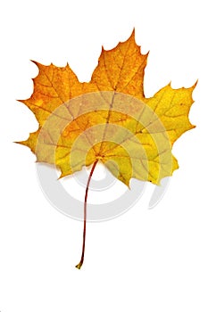 Autumn yellow maple leaf