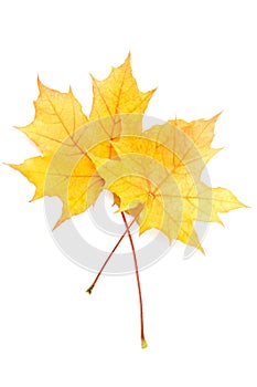Autumn yellow maple leaf