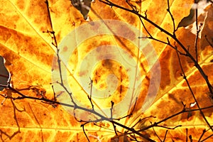 Autumn yellow maple leaf background