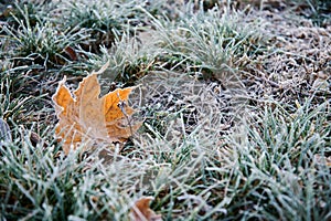 Autumn yellow maple leaf on the grass covered with frost