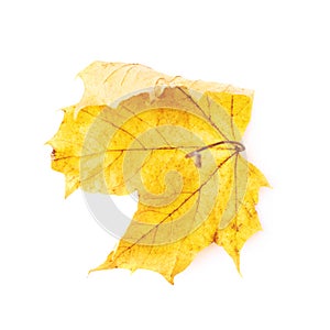 Autumn yellow maple leaf isolated