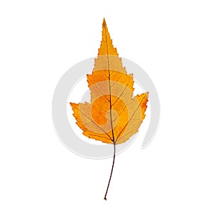 Autumn yellow maple leaf isolated on the white background. Fall