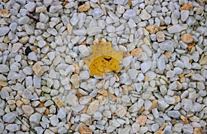 Autumn yellow maple leaf lies on the brown stone. Hello, autumn. Autumn has come, the leaves are falling
