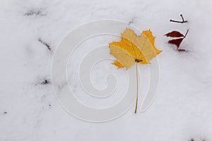 Autumn yellow maple leaf on the snow