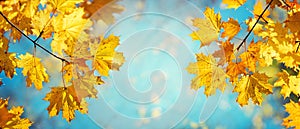 Autumn yellow maple leaves on a blurred forest background, very shallow focus. Colorful foliage in the autumn park. Excellent