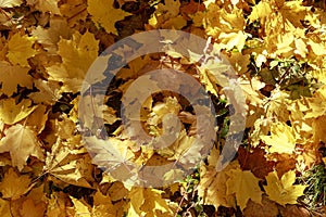 Autumn yellow maple leaves on the ground soft focus photography. Natural fall pattern background. City park in sunny autumn day