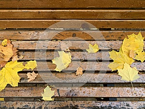 Autumn yellow maple leaves lie on a park bench wet from the rain, selective focus