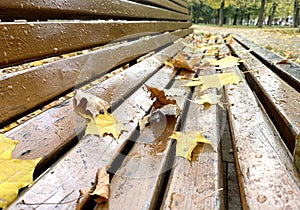 Autumn yellow maple leaves lie on a park bench wet from the rain, selective focus