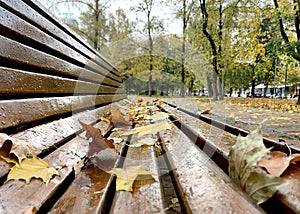 Autumn yellow maple leaves lie on a park bench wet from the rain, selective focus