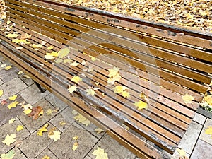 Autumn yellow maple leaves lie on a park bench wet from the rain, selective focus