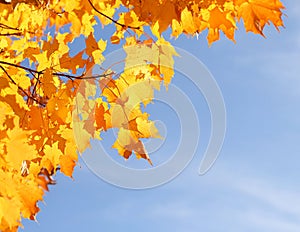 Autumn Yellow Maple Leaves over Blue Sky