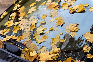 Autumn yellow maple leaves stick on the windshield of a car. Autumn mood, Close up