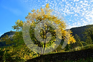 An autumn yellow mulberry at Lago die Tenno in autumn. Trentino, Italy