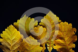 Autumn yellow oak leaves on black backdrop, close-up. Abstract leafy background, copy space