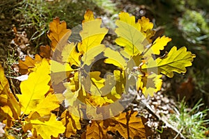 Autumn yellow oak leaves leaves background on sunny day