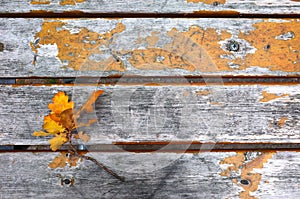 Autumn yellow oak leaves over old wooden background