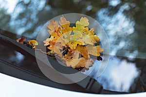 autumn yellow oak leaves on windshield of car